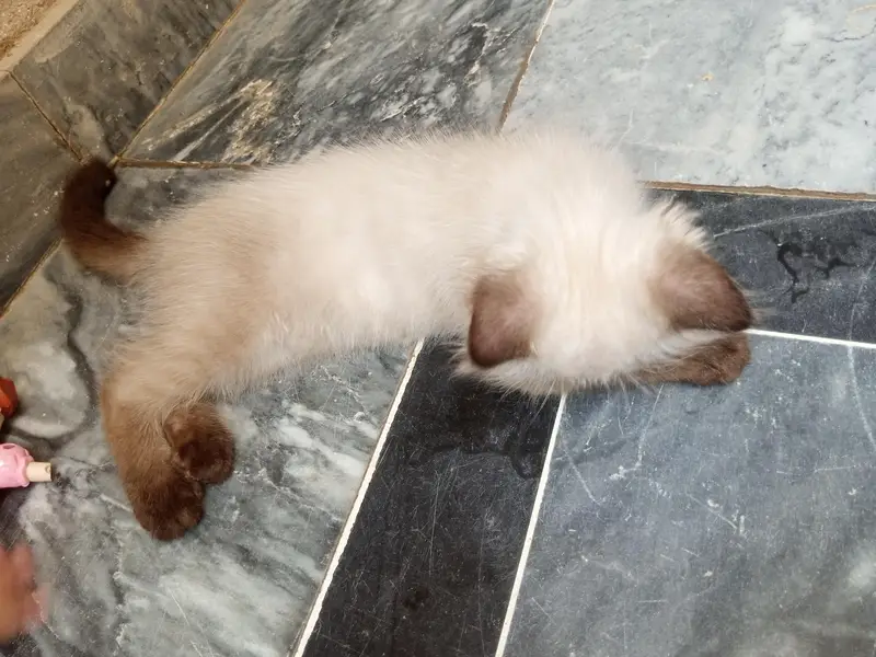 pure persian kitten — photo 3