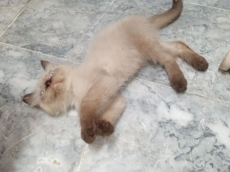 pure persian kitten — photo 4