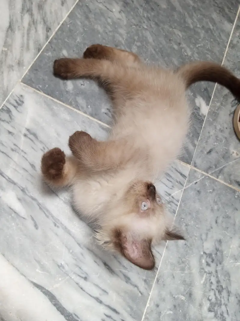 pure persian kitten — photo 5