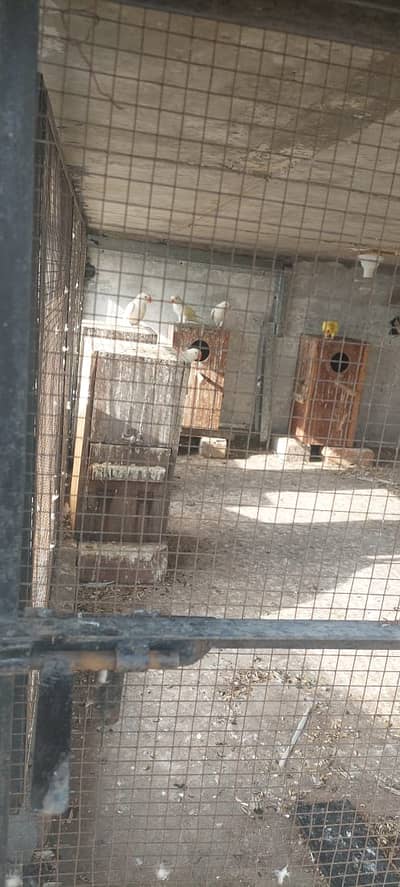 Birds cages | Parrots cages | solid cage | iron cage | breeding cage