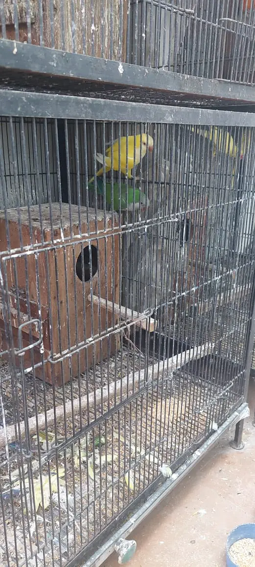 Birds cages | Parrots cages | solid cage | iron cage | breeding cage — photo 2