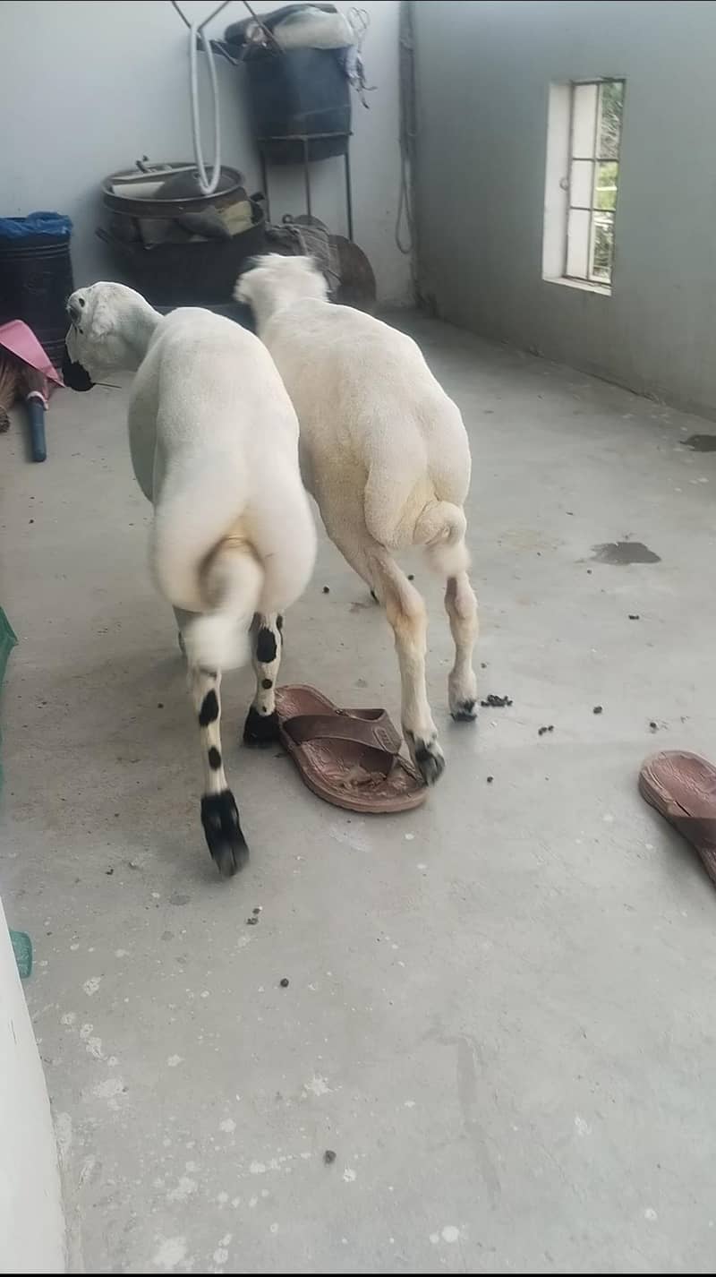 MashaAllah Premium Dumba Sale  0
