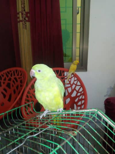 parrot
