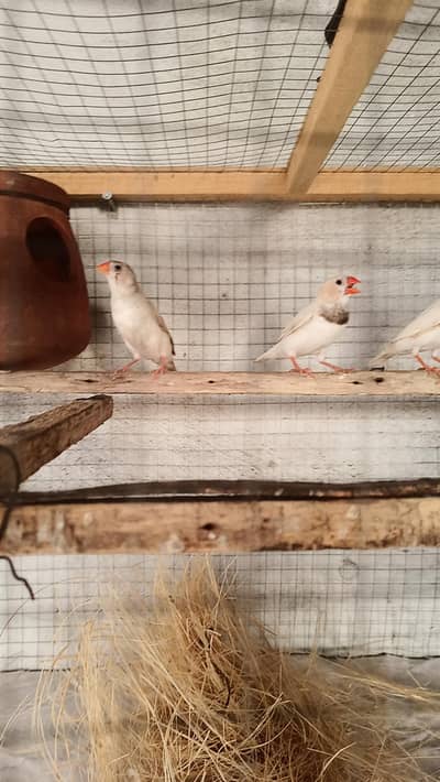 zebra finches breeder pair