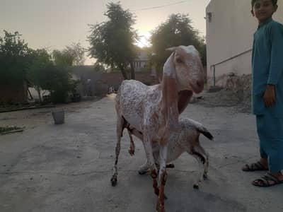 Makhi cheeni goat talagang chakwal active bakri