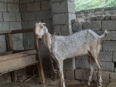Makhi cheeni goat talagang chakwal active bakri