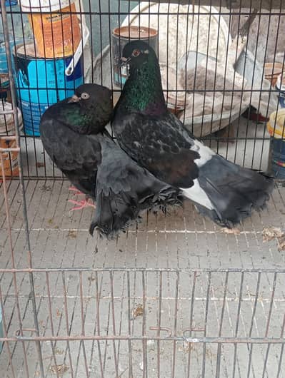 lukky pigeons