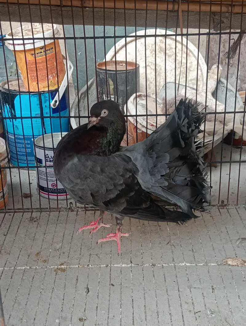 lukky pigeons — photo 2