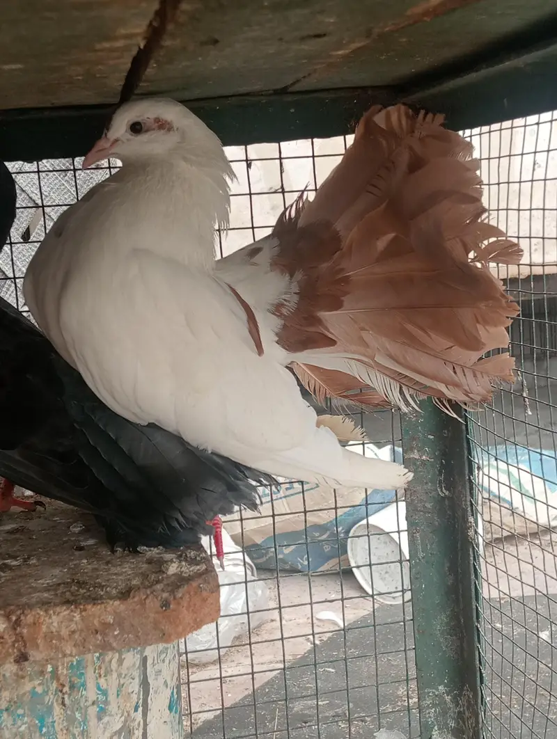 lukky pigeons — photo 3