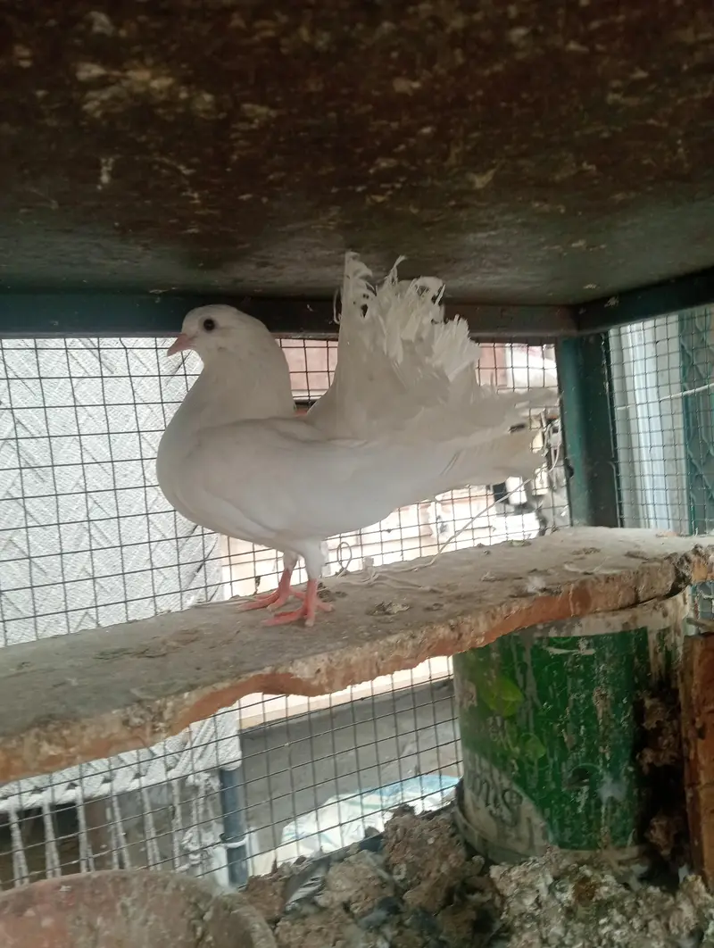 lukky pigeons — photo 4