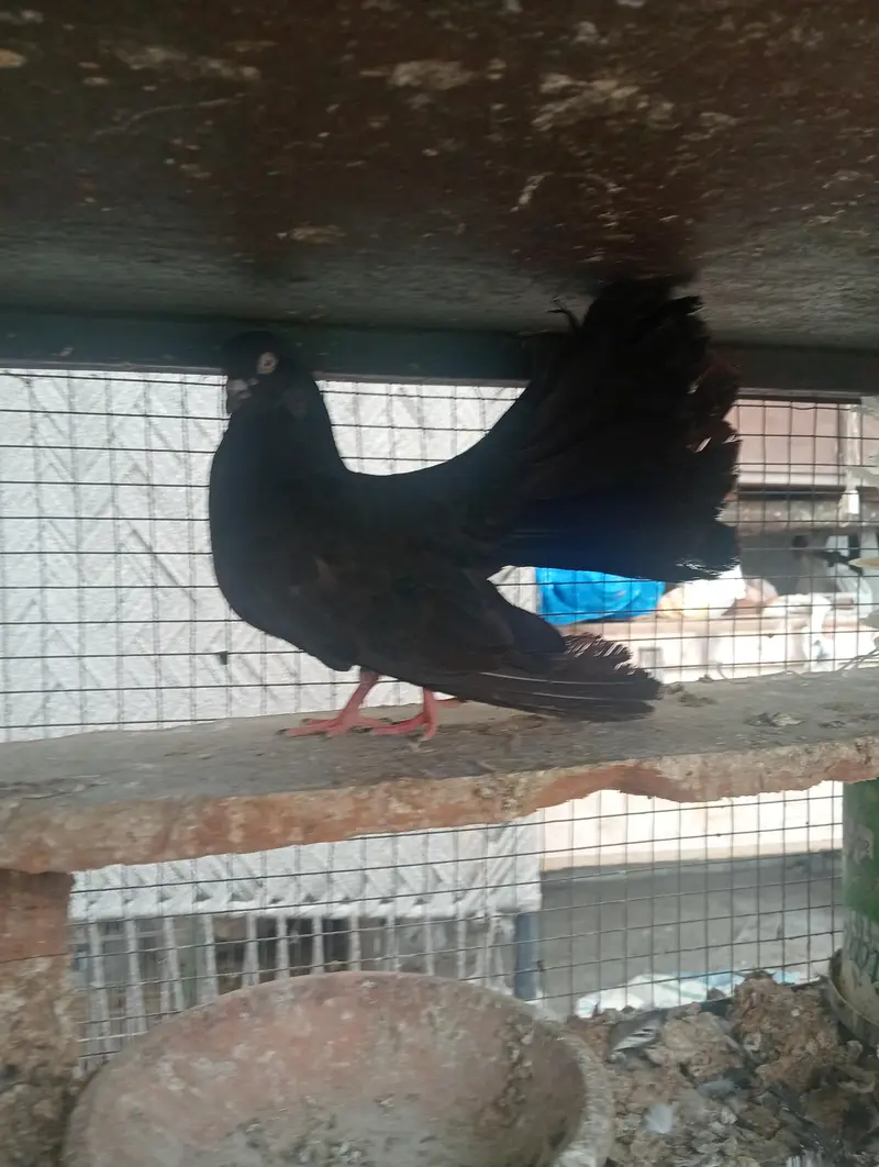 lukky pigeons — photo 5
