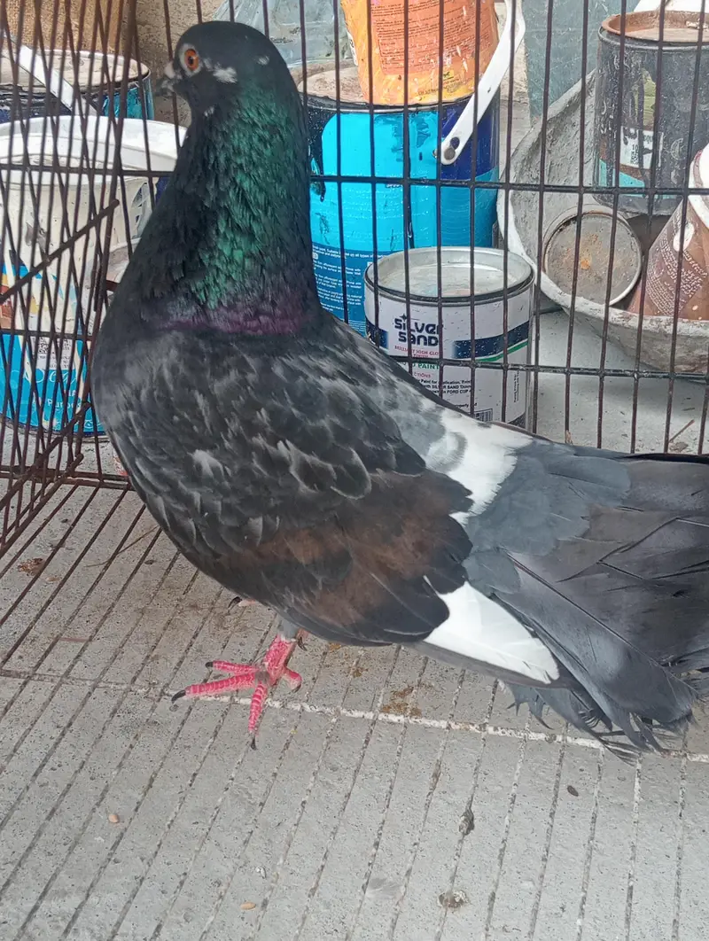 lukky pigeons — photo 6