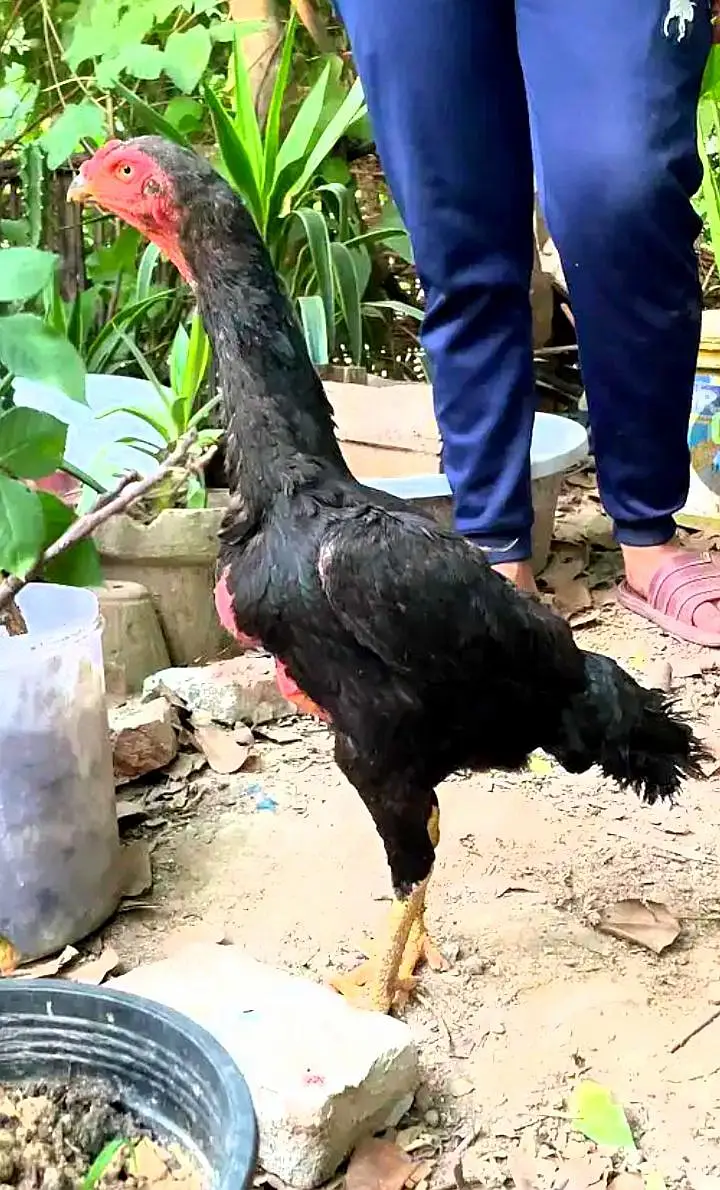 o king black shamo females for sale  egg laying — photo 2