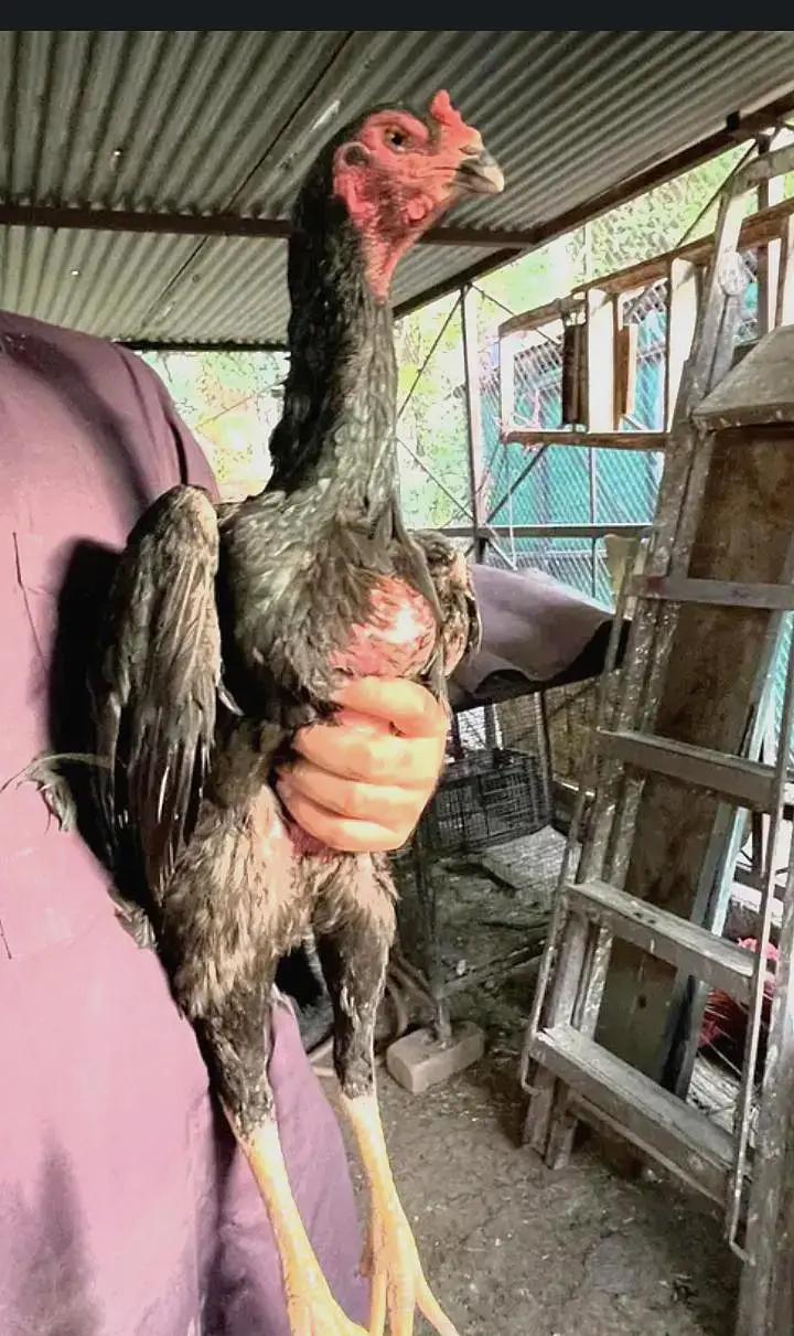 o king black shamo females for sale  egg laying — photo 3