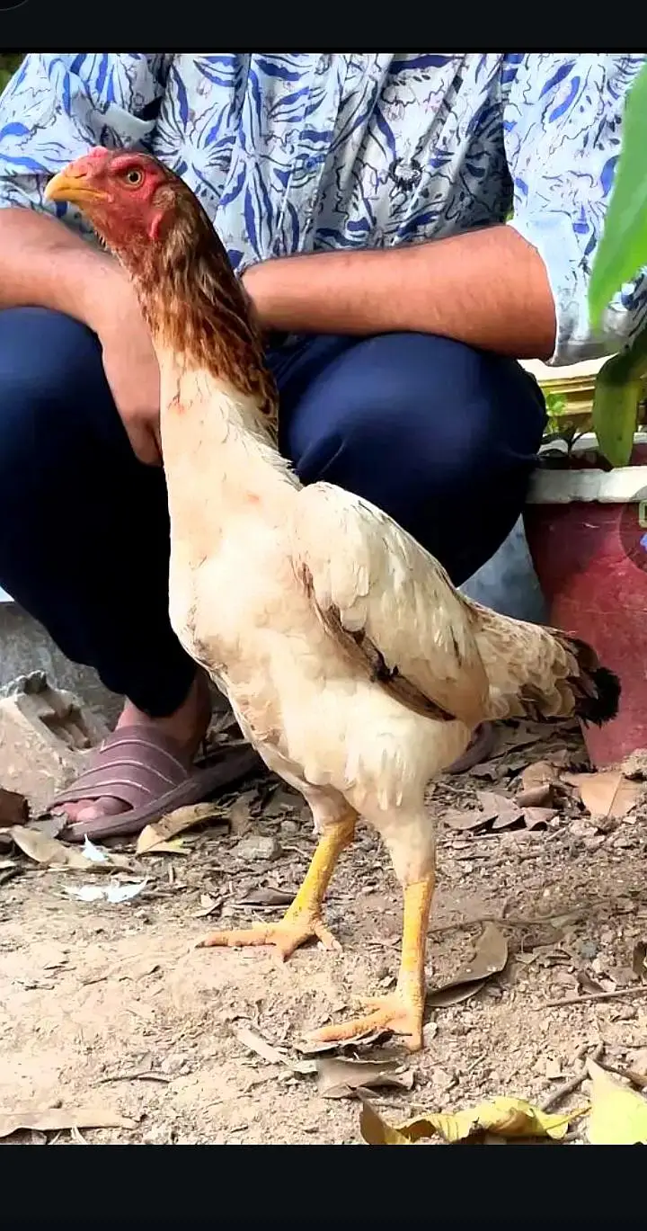 o king black shamo females for sale  egg laying — photo 4