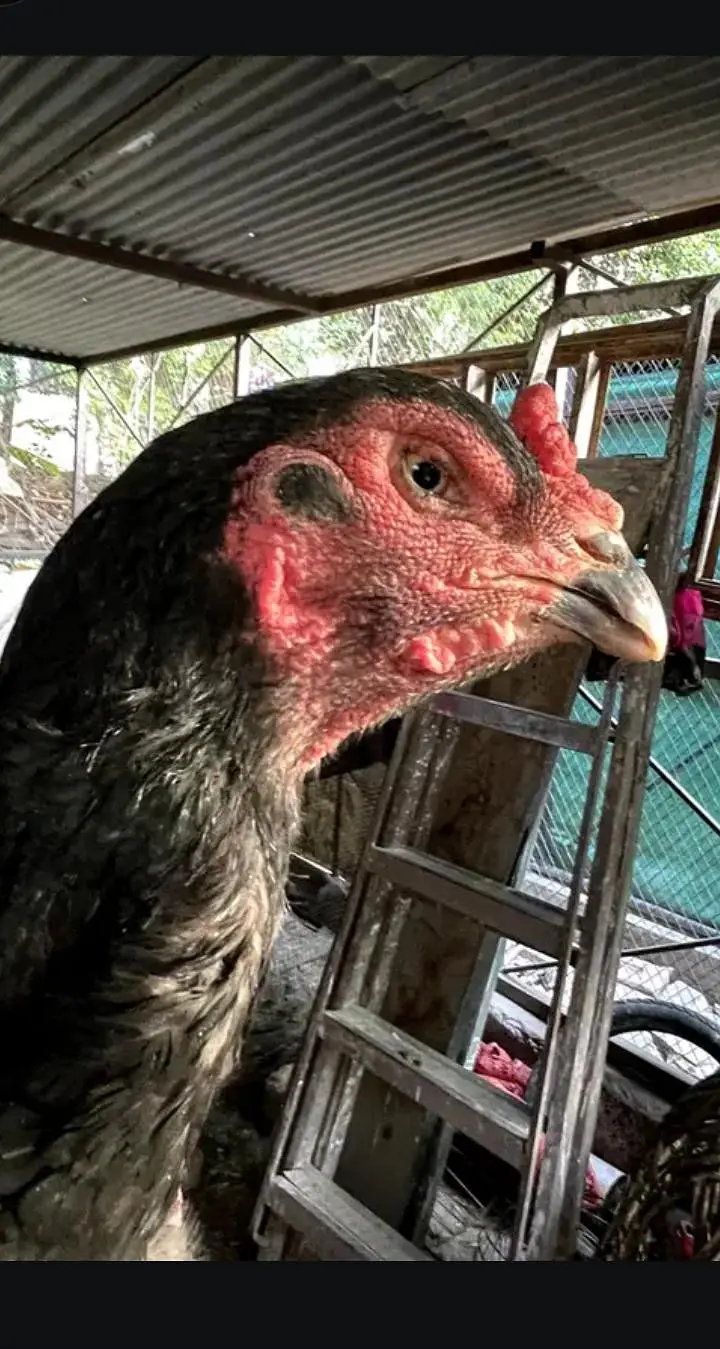 o king black shamo females for sale  egg laying — photo 5