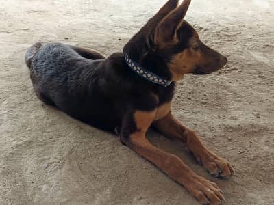 German Shepherd