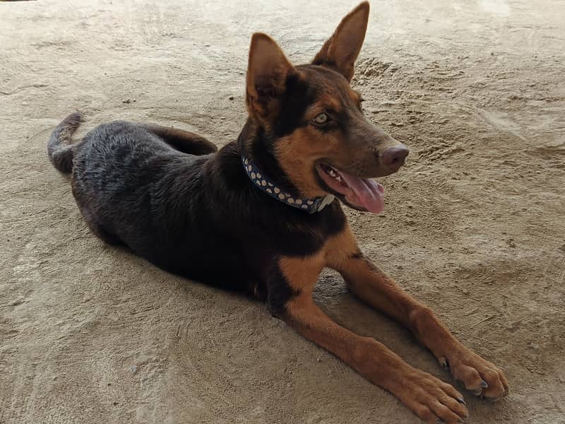 German Shepherd 1