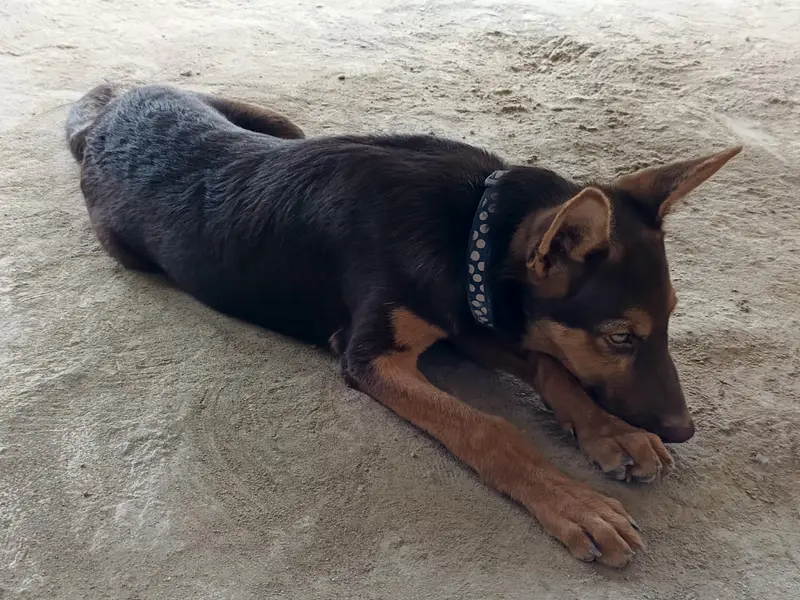 German Shepherd — photo 3
