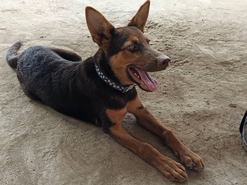 German Shepherd 3