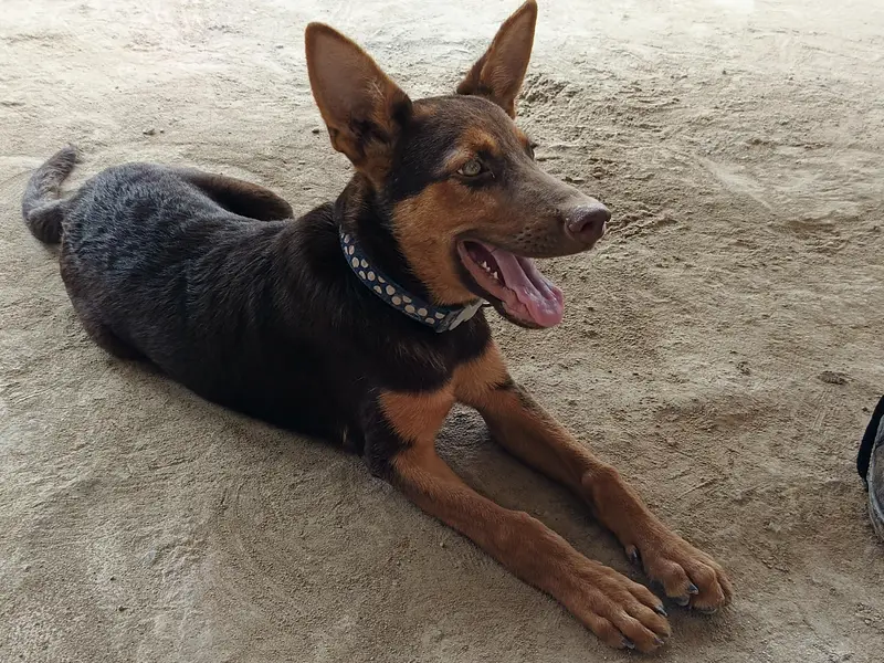 German Shepherd — photo 4