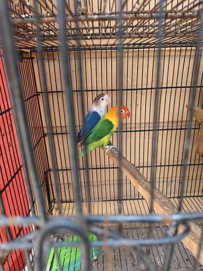 Love birds