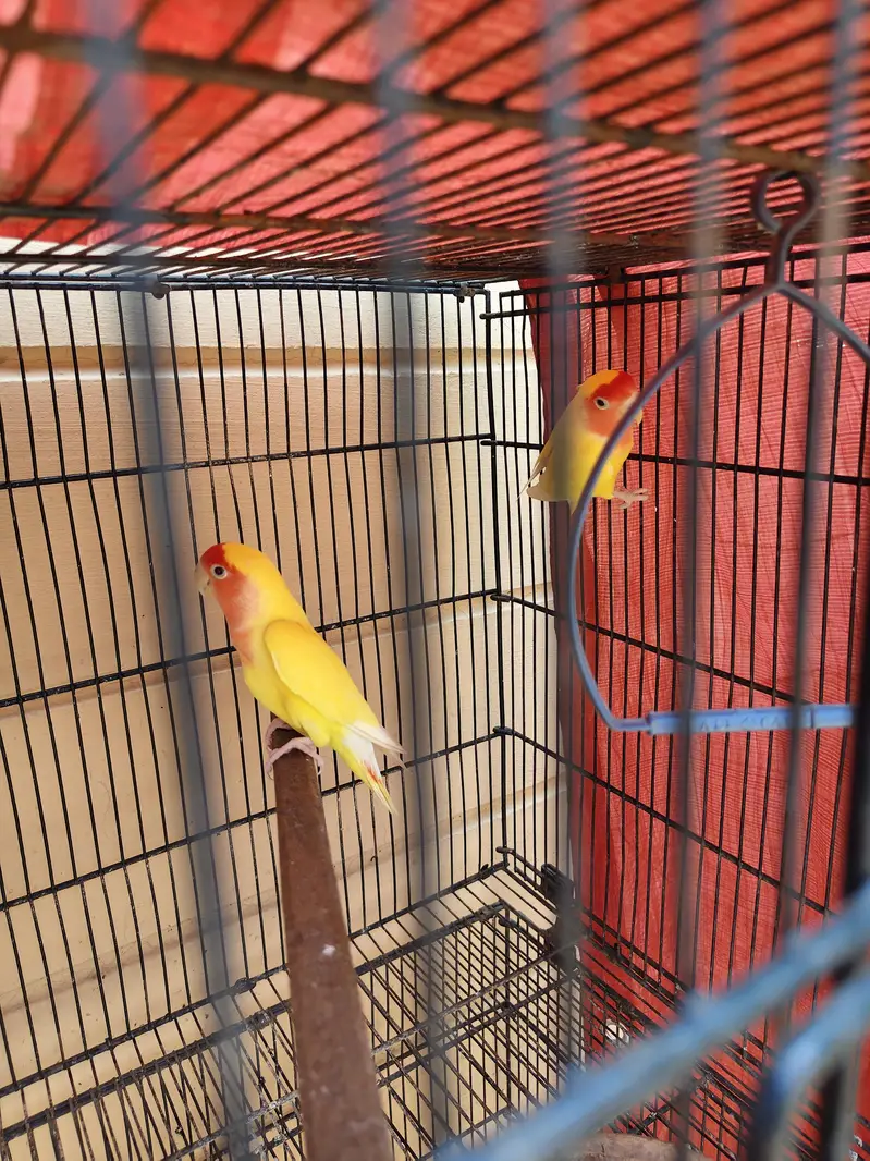 Love birds — photo 2