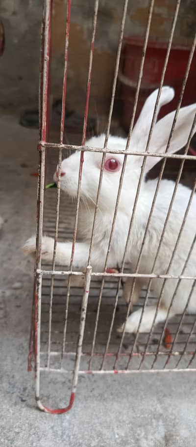 red eyes Zealand white rabbit
