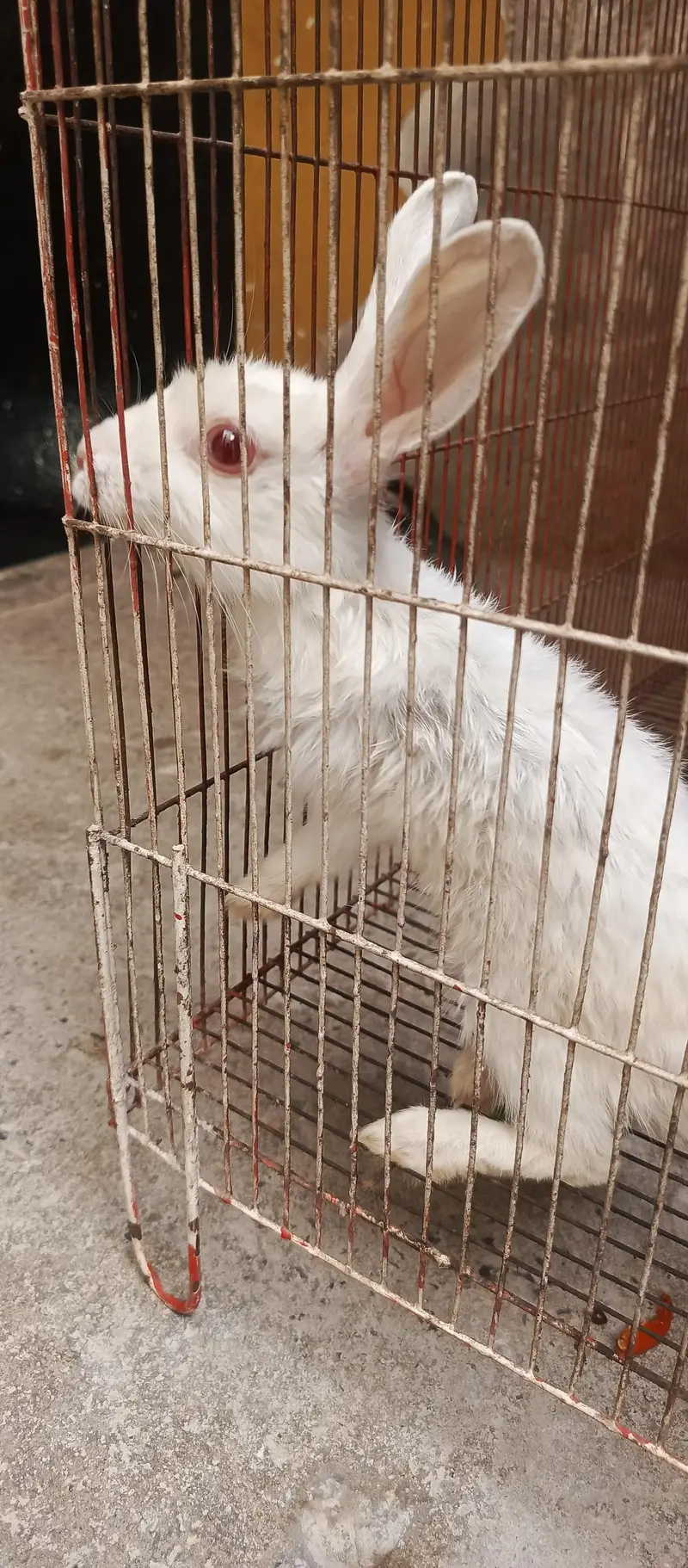 red eyes Zealand white rabbit — photo 2
