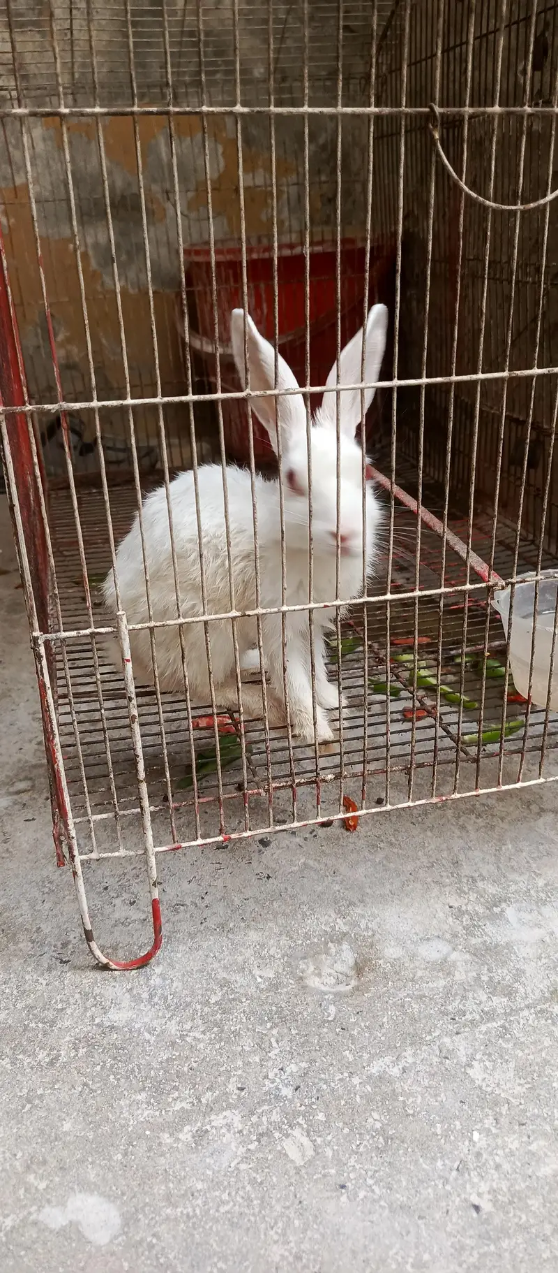 red eyes Zealand white rabbit — photo 3