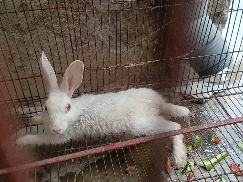 red eyes Zealand white rabbit — photo 4