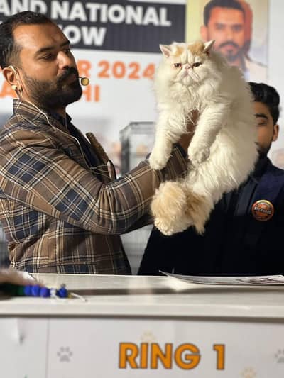 cfa registered stud male