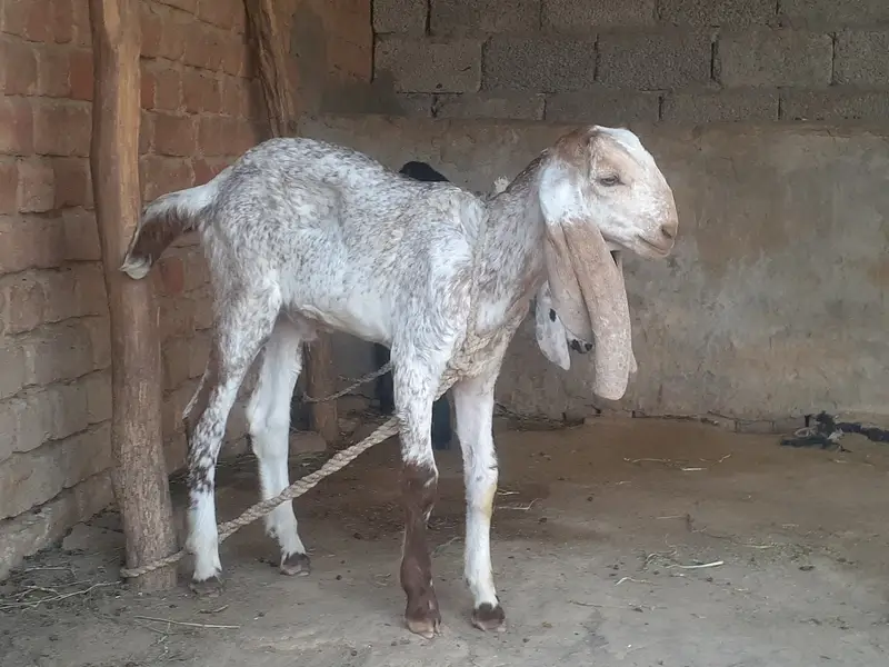 Makhi cheeni goat talagang chakwal active bakri — photo 2