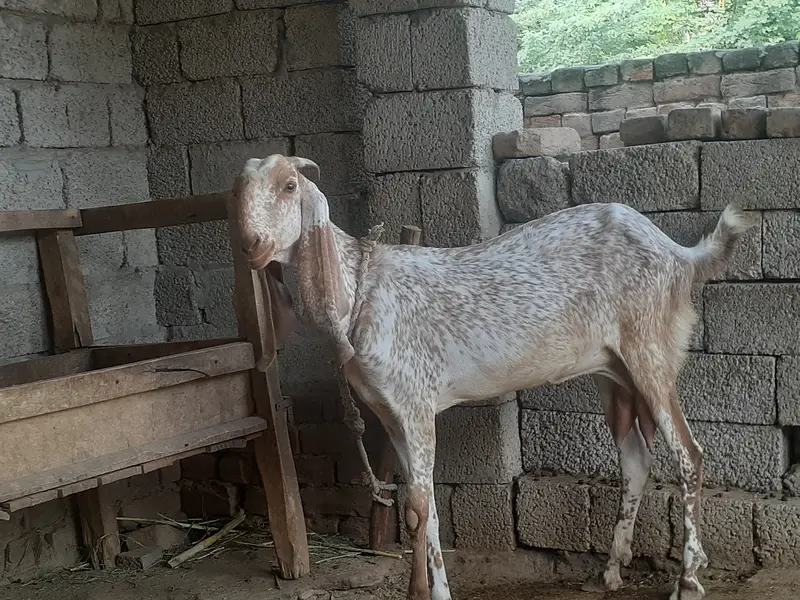 Makhi cheeni goat talagang chakwal active bakri — photo 3
