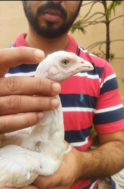 aseel chicks/aseel for sale/chicks for sale/aseel/chicks