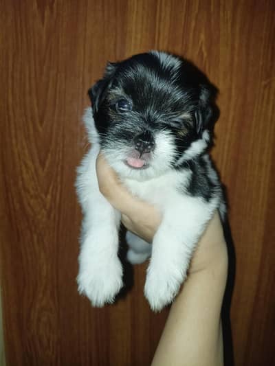 Shihtzu Puppy
