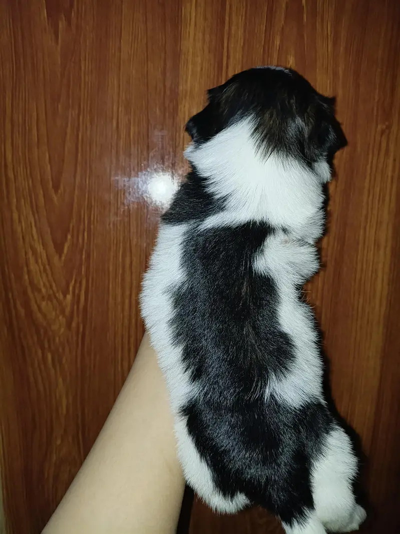 Shihtzu Puppy — photo 2