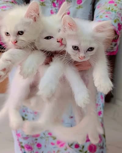 2-Month-Old Pure Persian Triple-Coat Kittens | Healthy & Home Raised
