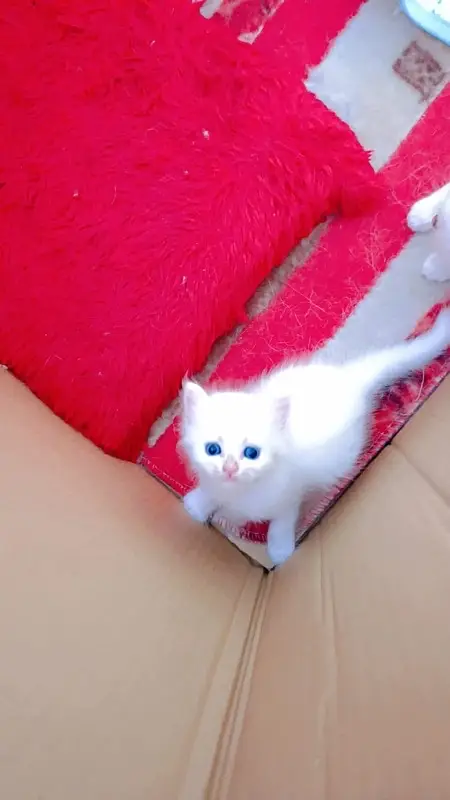 2-Month-Old Pure Persian Triple-Coat Kittens | Healthy & Home Raised — photo 2