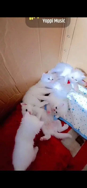 2-Month-Old Pure Persian Triple-Coat Kittens | Healthy & Home Raised — photo 3