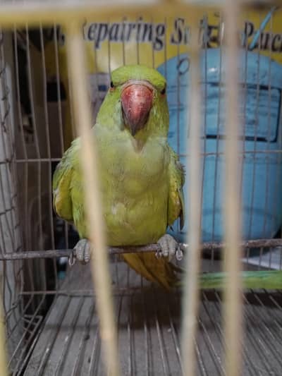 indian ring neck parrot chick