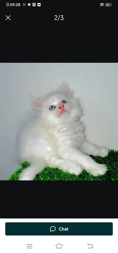 Persian cat for sale male or female my WhatsApp number 030=46=39=26=68