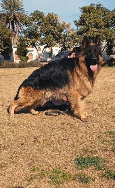 Imported German shepherd