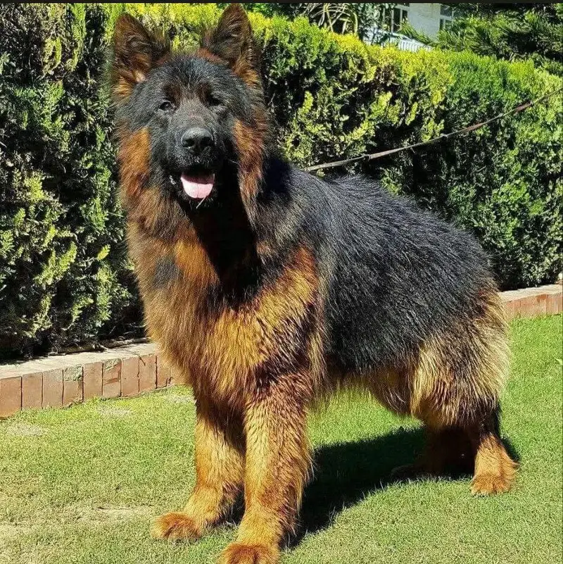 Imported German shepherd — photo 2
