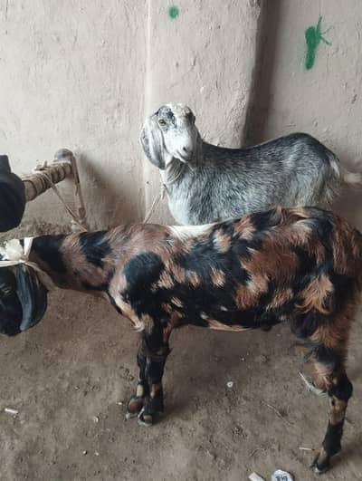 bakra