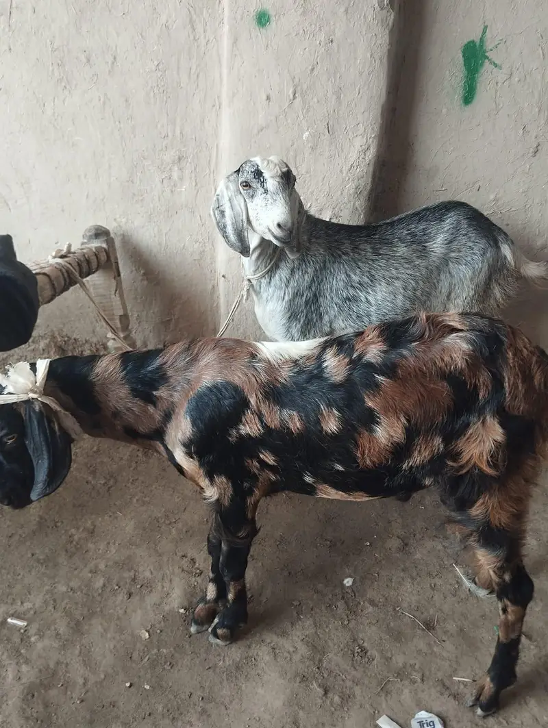 bakra