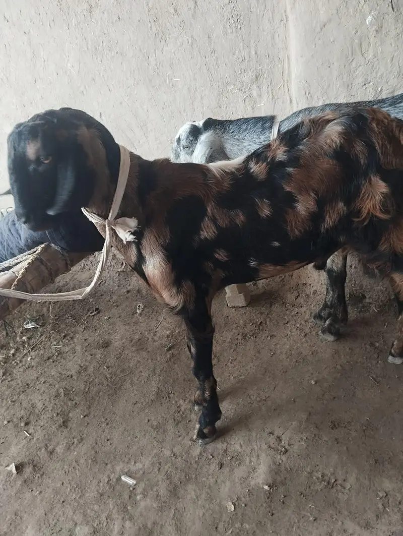 bakra — photo 2
