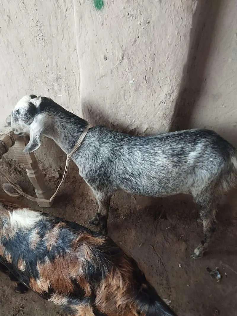 bakra — photo 3