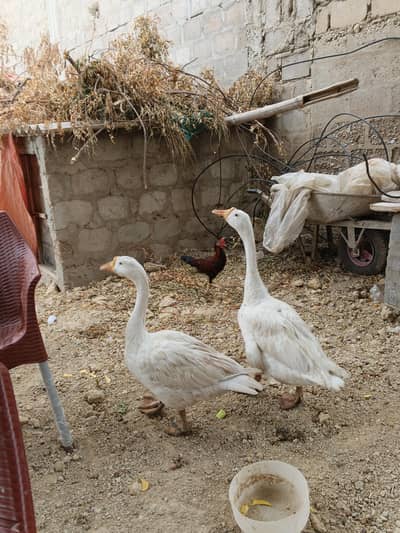 long neck duck