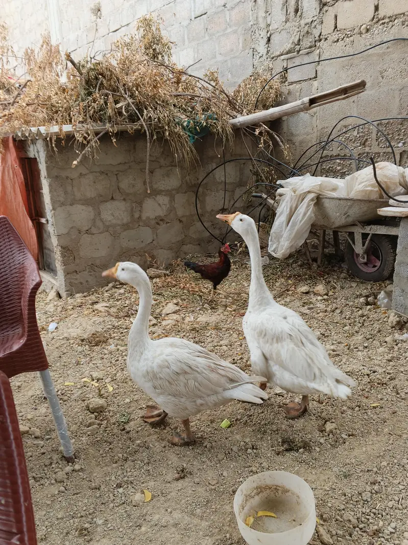 long neck duck